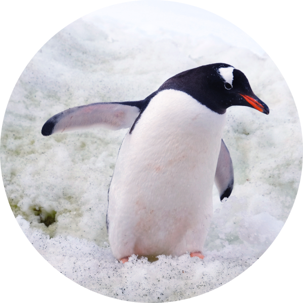白眉企鵝 Gentoo Penguin